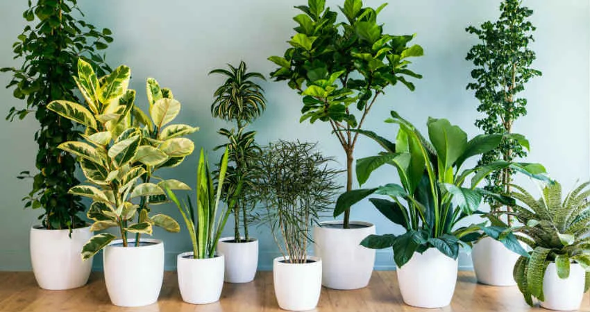 plants